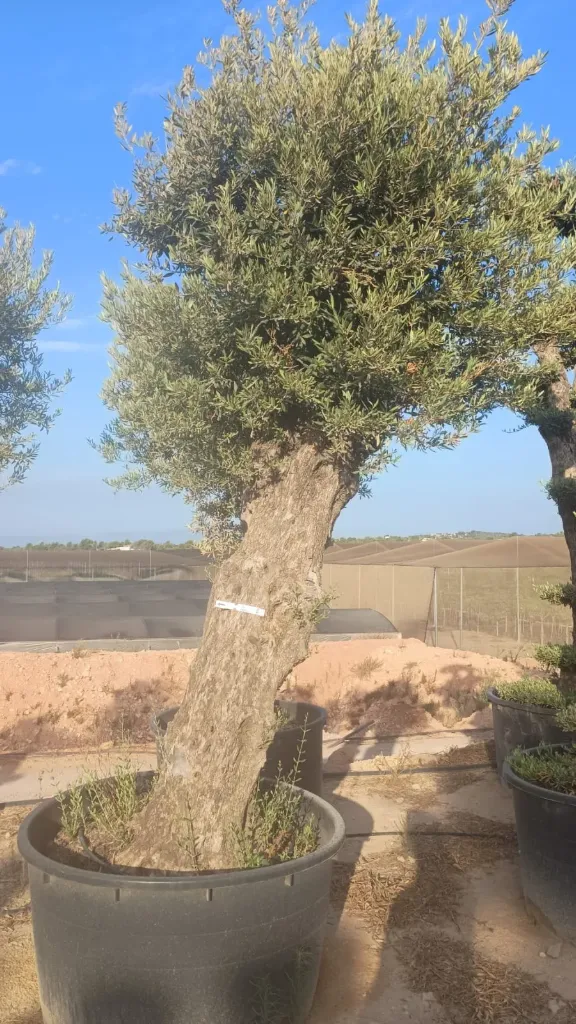 ONCA120 - Olea Europaea Alto