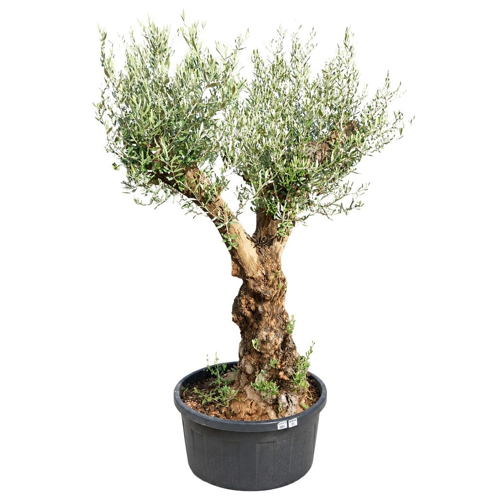 ONT80 - Olea Europaea