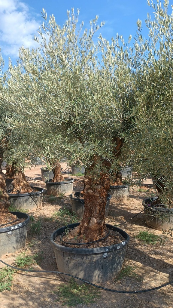 ONT80 - Olea Europaea