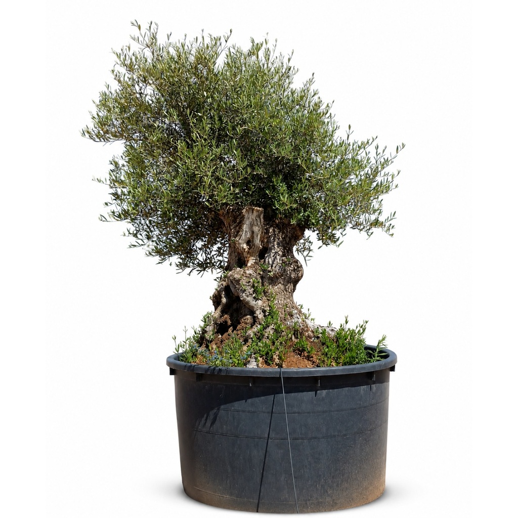OBC120 - Olea Europaea Olivo Bonsái