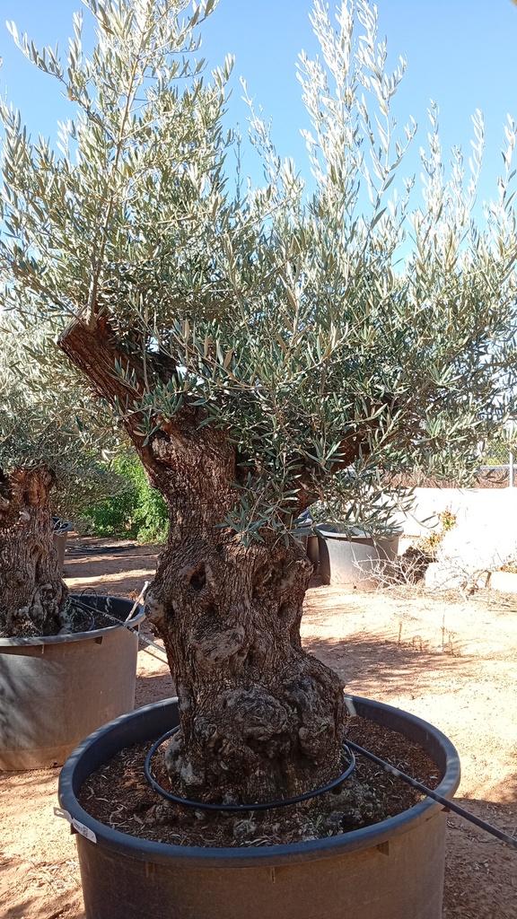 OBC120 - Olea Europaea Olivo Bonsái