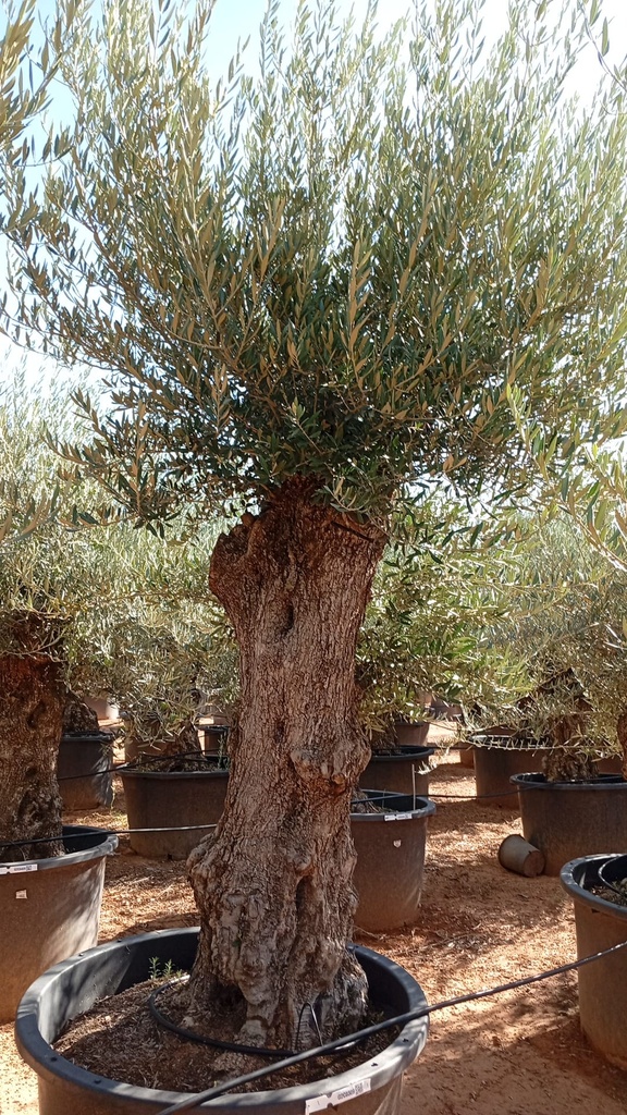 OBCA100 - Olea Europaea Olivo Bonsái Alto