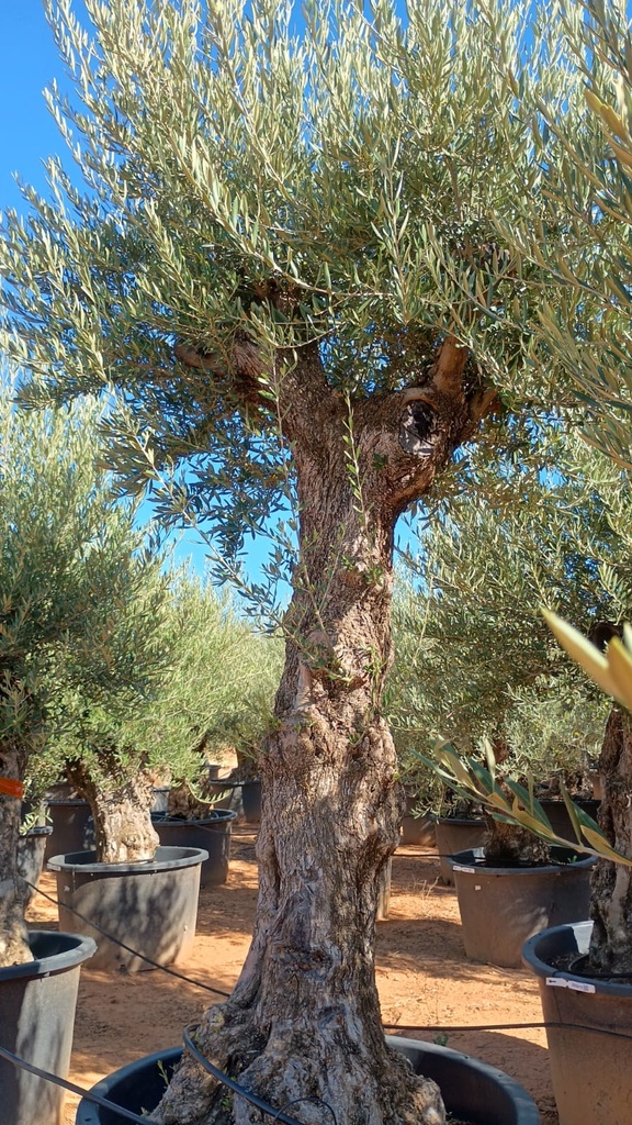 OBCA100 - Olea Europaea Olivo Bonsái Alto
