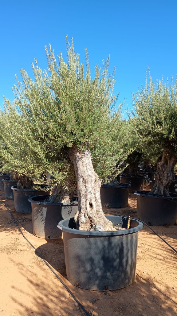 OBCA100 - Olea Europaea Olivo Bonsái Alto
