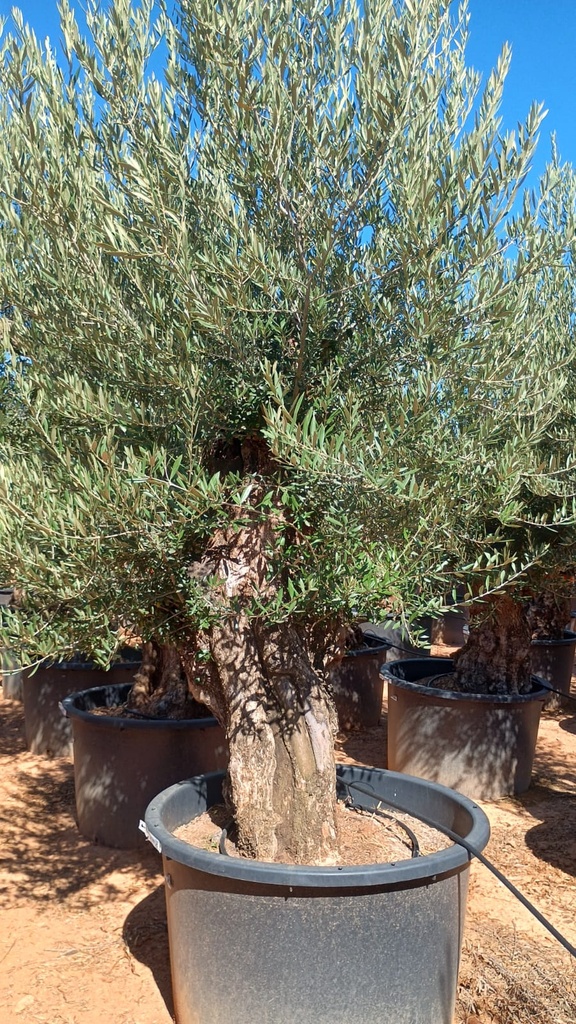 OBC120 - Olea Europaea Olivo Bonsái