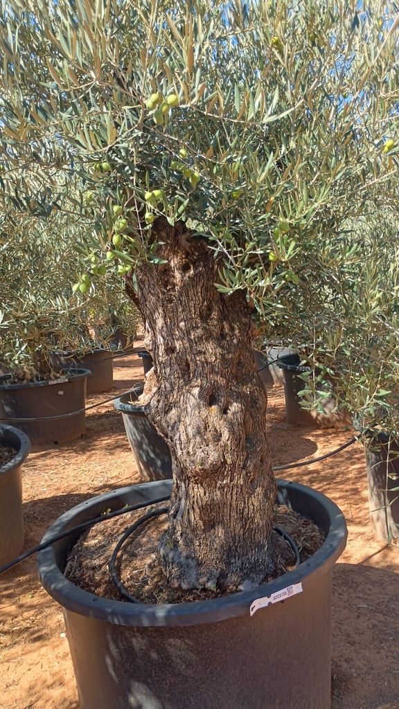 OBC120 - Olea Europaea Olivo Bonsái