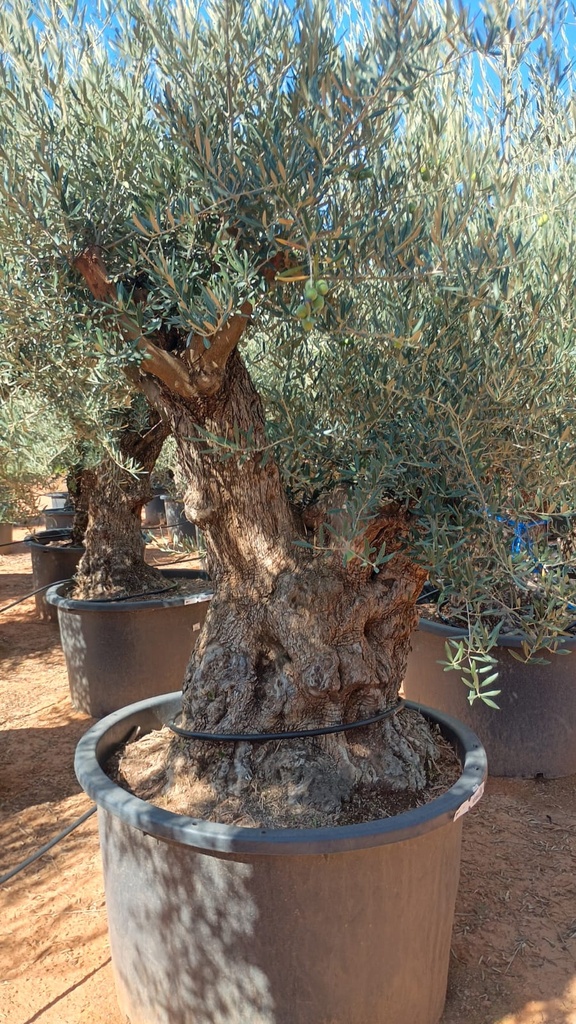 OBC120 - Olea Europaea Olivo Bonsái