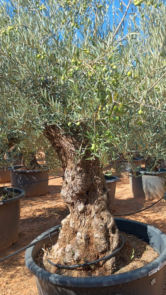 OBC120 - Olea Europaea Olivo Bonsái
