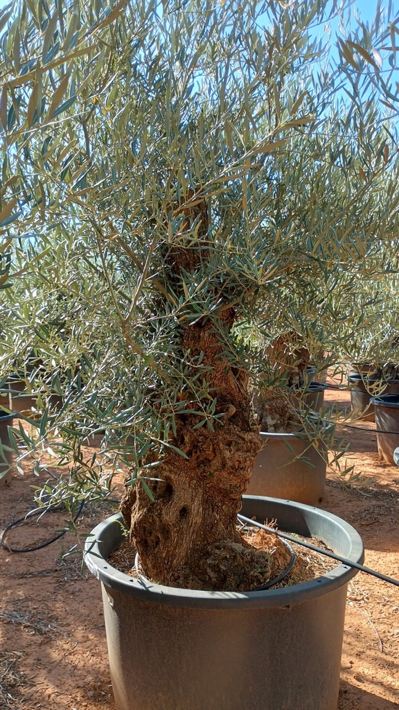 OBC120 - Olea Europaea Olivo Bonsái