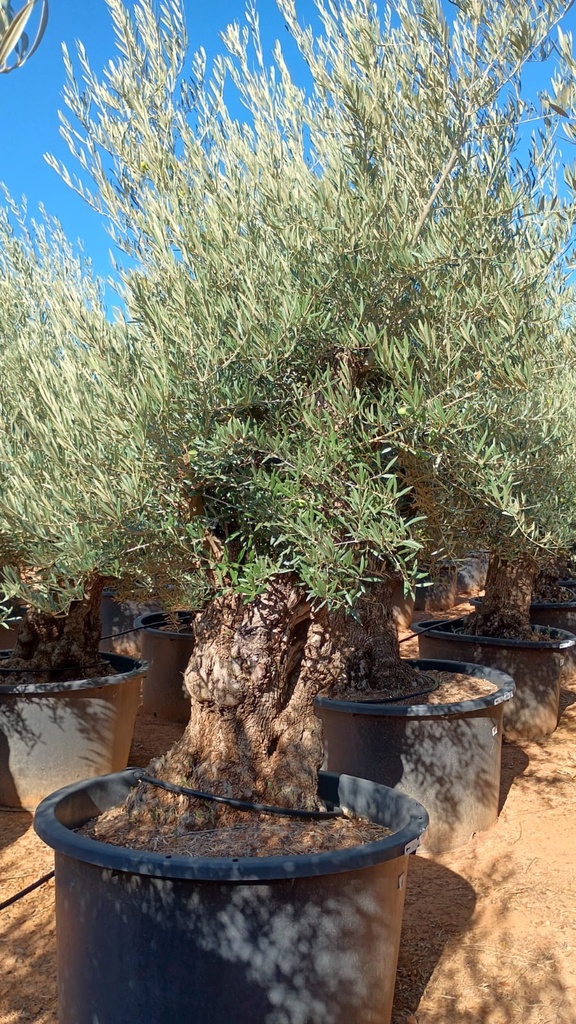OBC120 - Olea Europaea Olivo Bonsái