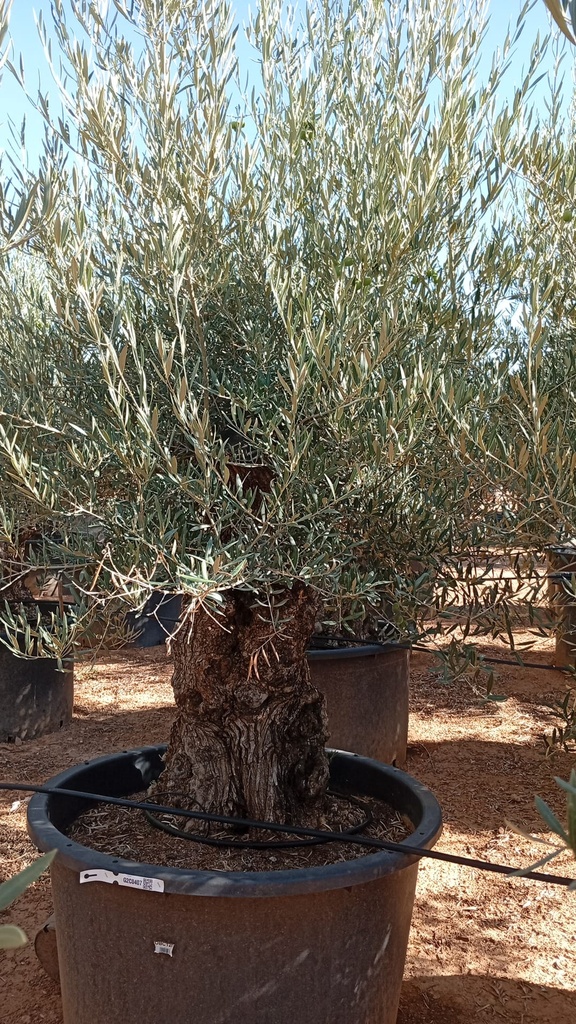 OBC120 - Olea Europaea Olivo Bonsái