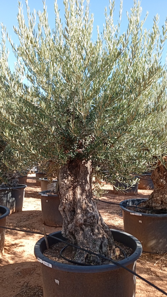 OBC120 - Olea Europaea Olivo Bonsái