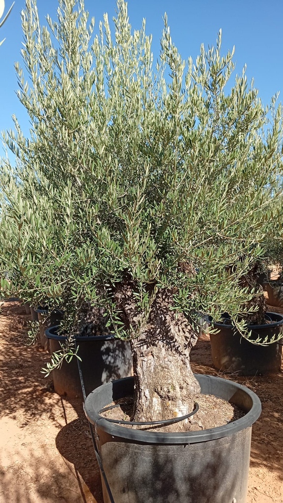 OBC120 - Olea Europaea Olivo Bonsái
