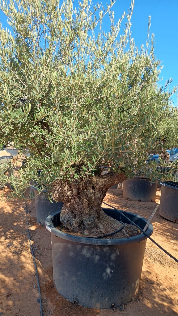 OBC120 - Olea Europaea Olivo Bonsái