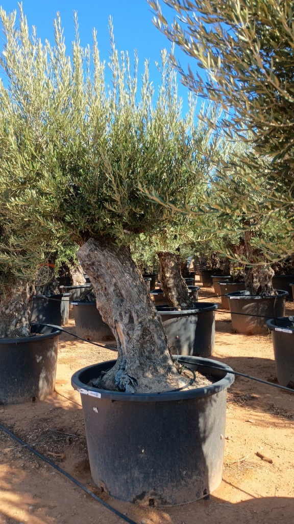 OBC120 - Olea Europaea Olivo Bonsái