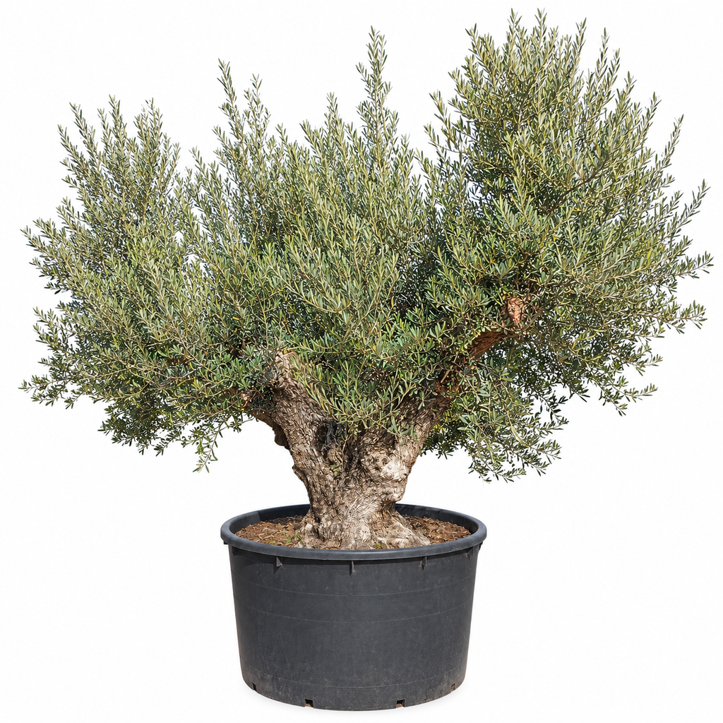 [OBCD80GE] OBCD80 - Olea Europaea Olivo Bonsái Tronco Doble (GENERICO)