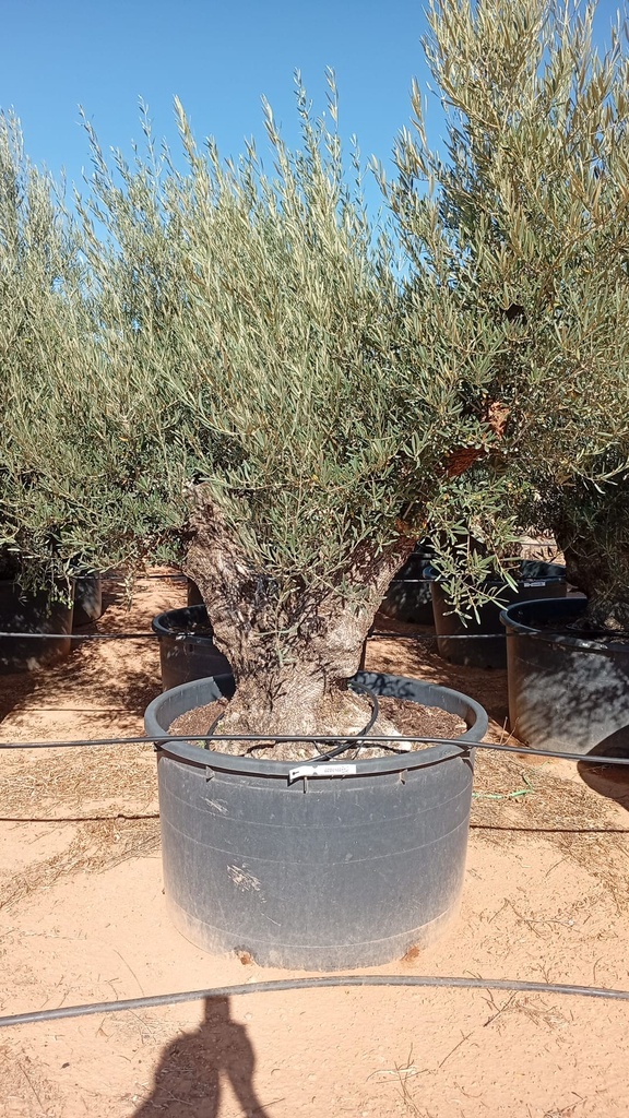 OBCD80 - Olea Europaea Olivo Bonsái Tronco Doble