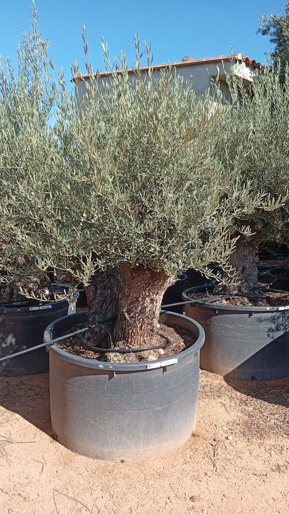 OBCD80 - Olea Europaea Olivo Bonsái Tronco Doble