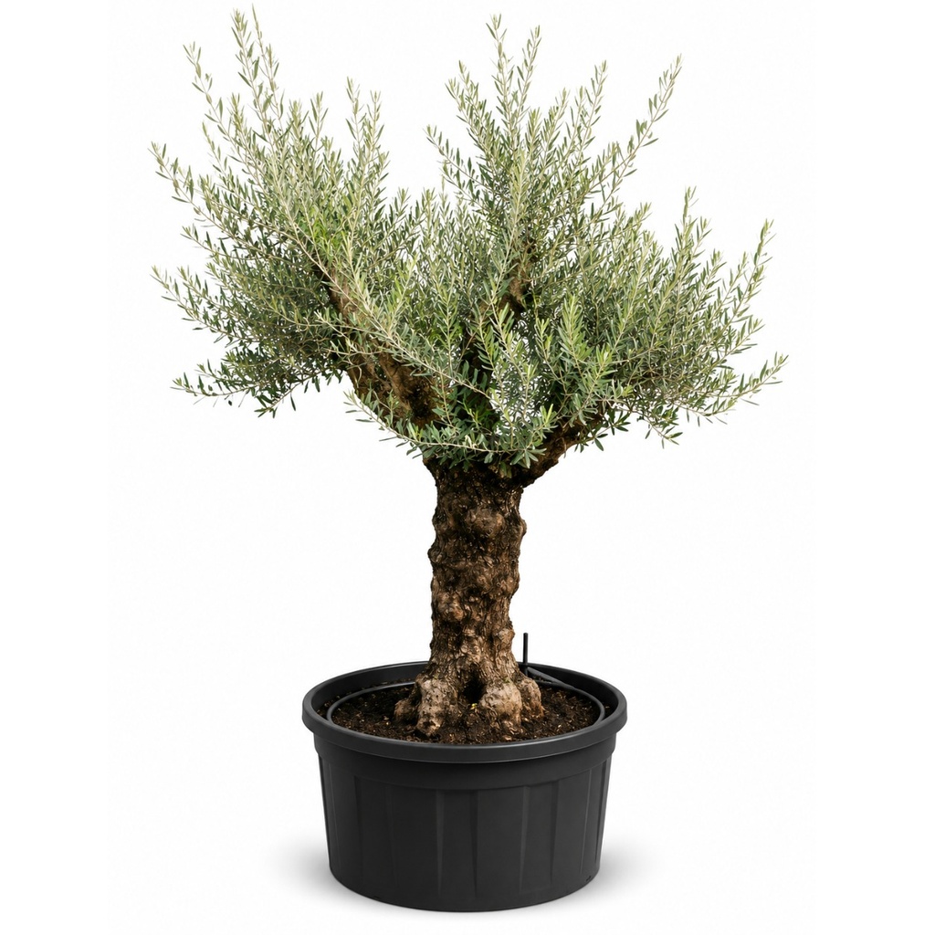 ONT60 - Olea Europaea