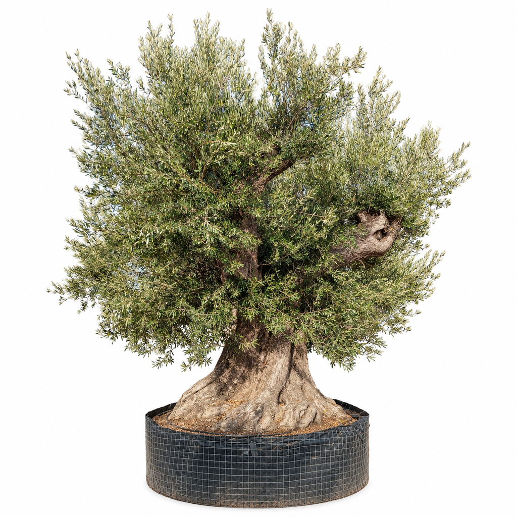 ONR25 - Olea Europaea Ejemplar centenario REF.25 Malla Metálica