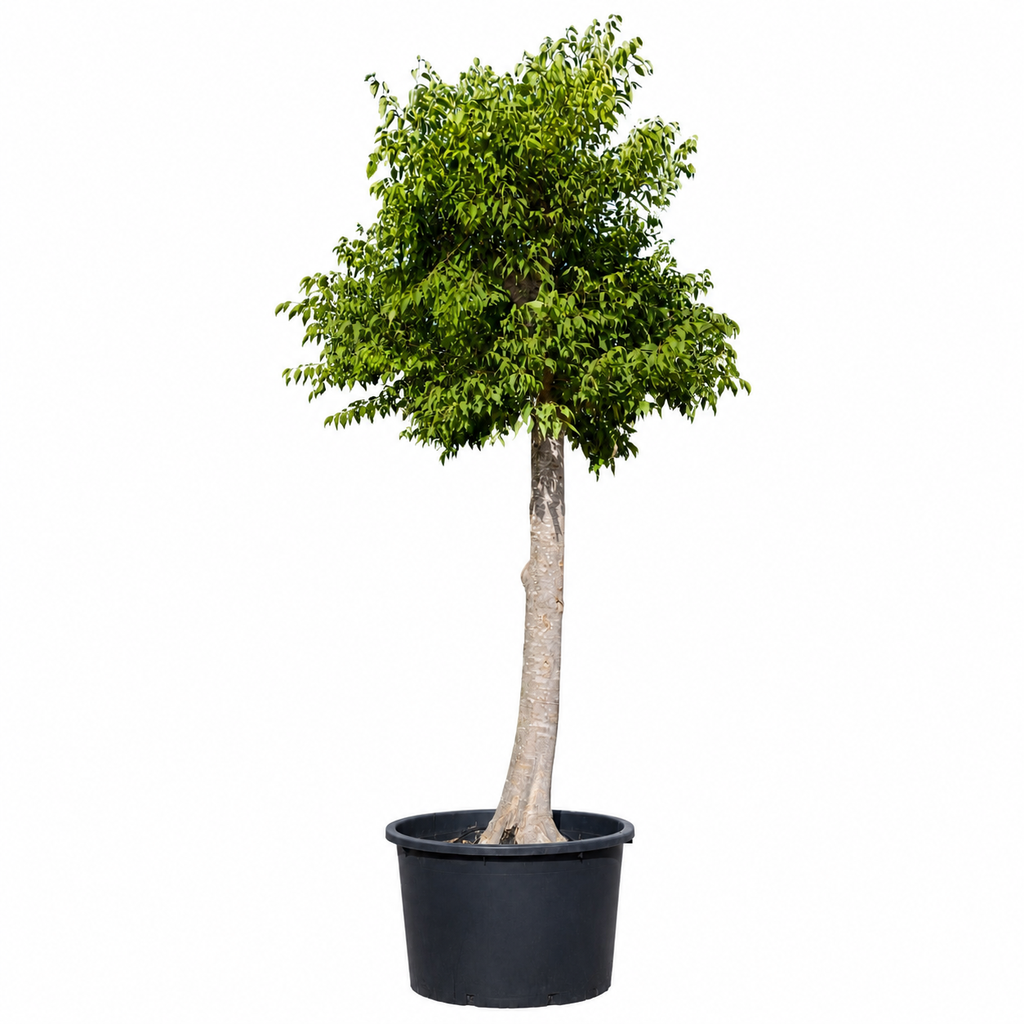 [CA40] CA40 - Celtis Australis