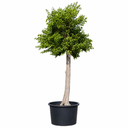CA40 - Celtis Australis