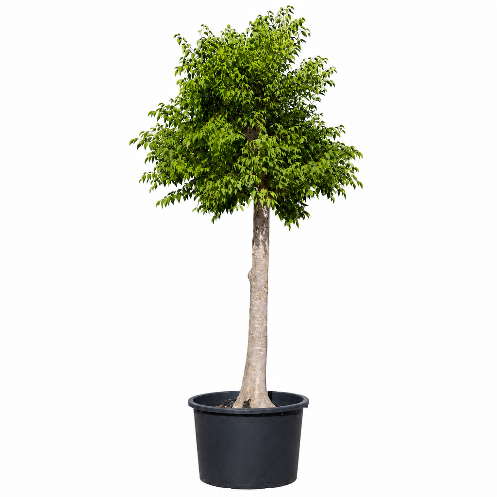 [CA50] CA50 - Celtis Australis