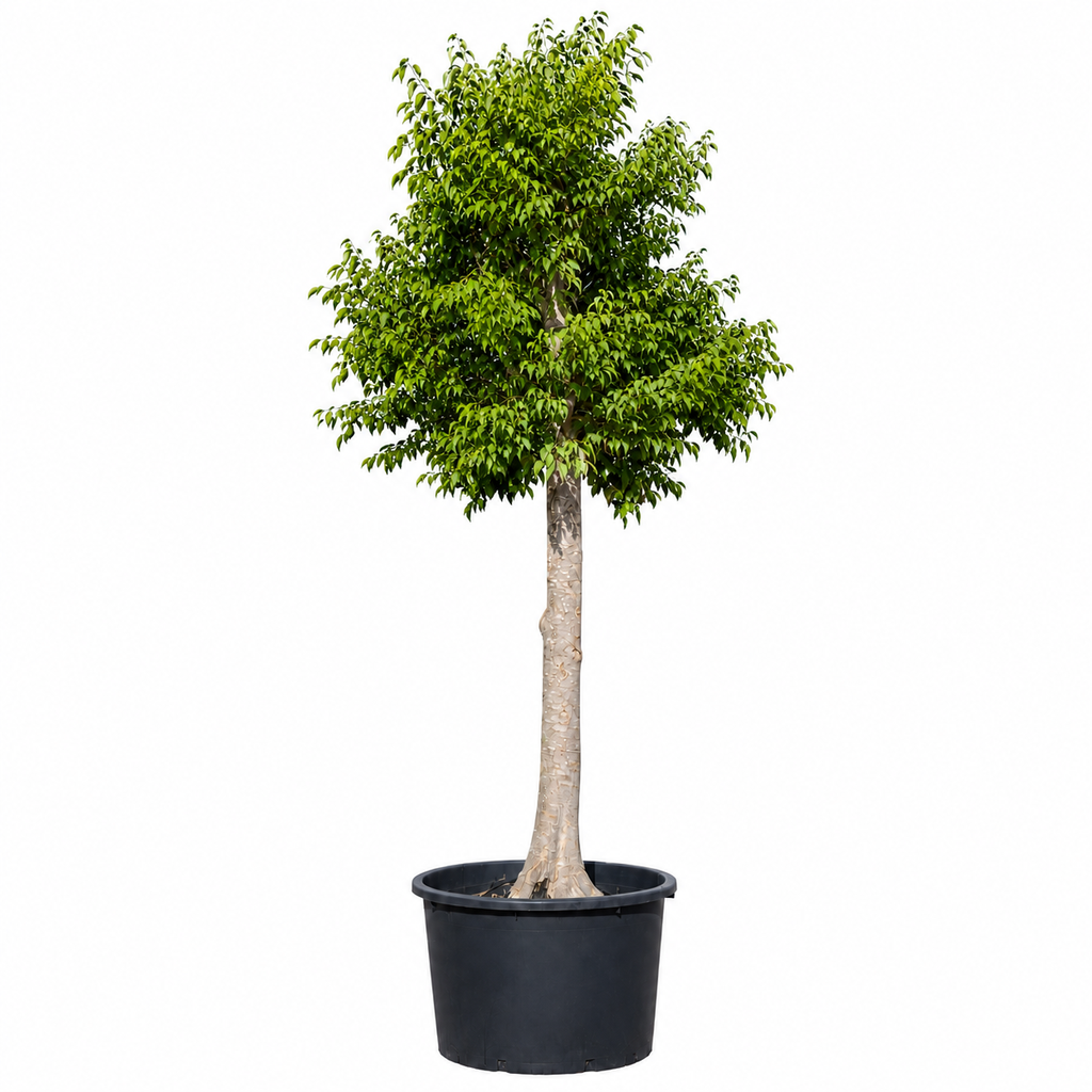 [CA60] CA60 - Celtis Australis