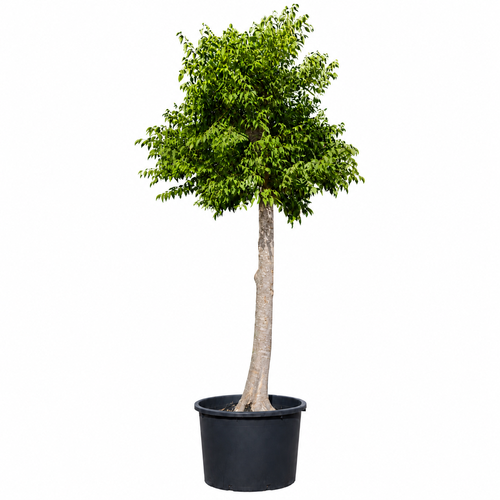 [CA70] CA70 - Celtis Australis