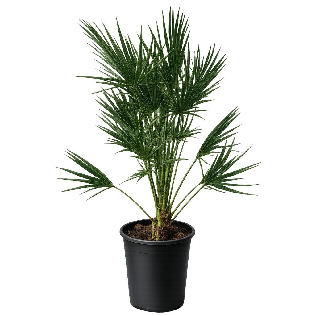 [CH10] CH10 - Chamaerops Humilis Tronco simple