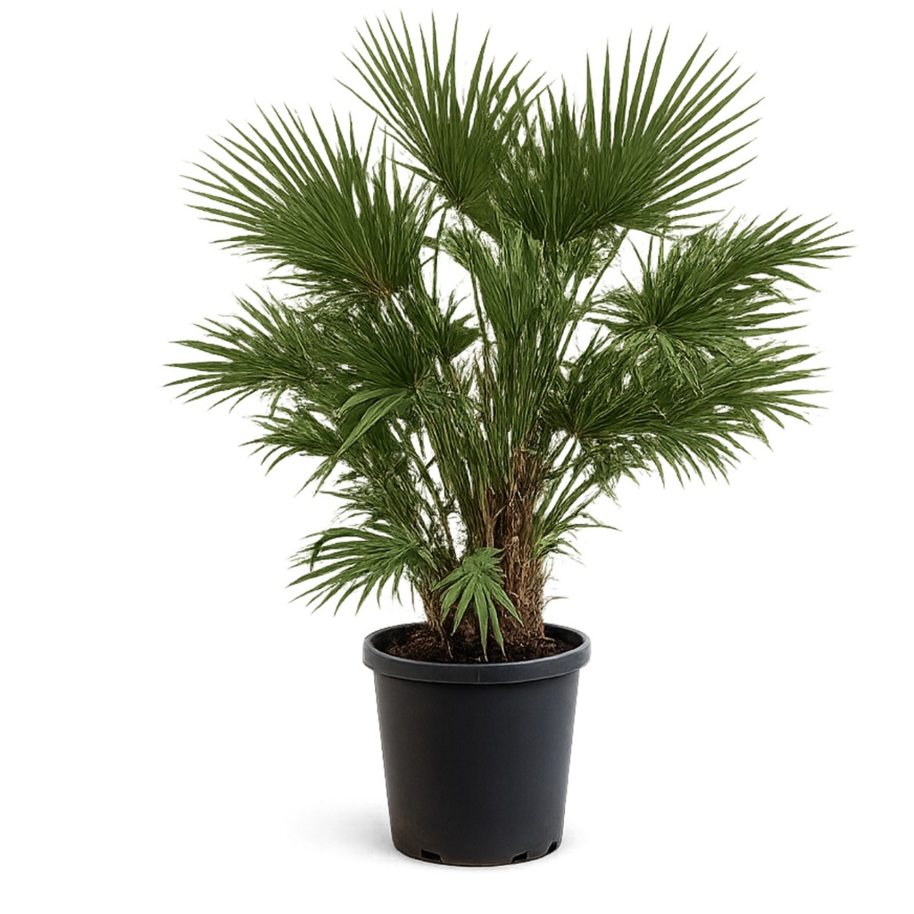 [CH25] CH25 - Chamaerops Humilis Tronco simple