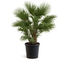 CH25 - Chamaerops Humilis Tronco simple