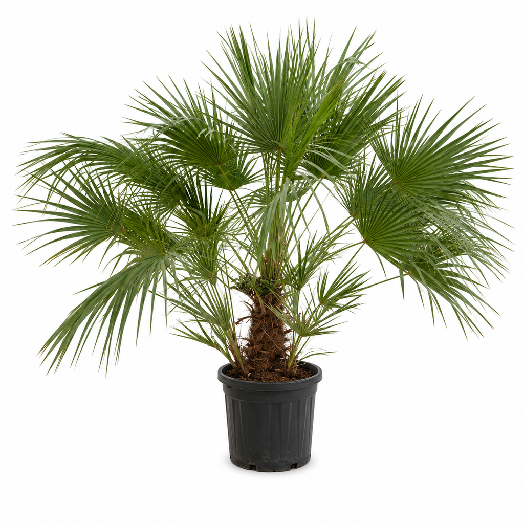 [CH35] CH35 - Chamaerops Humilis Pień prosty