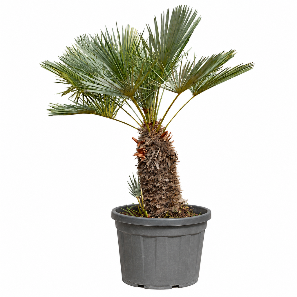 [CHCM45] CHCM45 - Chamaerops Humilis Cerífera Multitronco