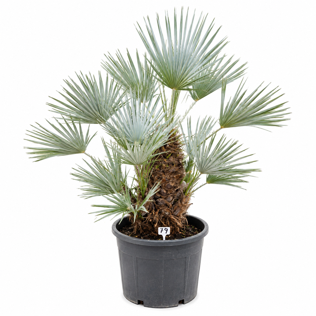 [CHCM70] CHCM70 - Chamaerops Humilis Cerífera Multitronco