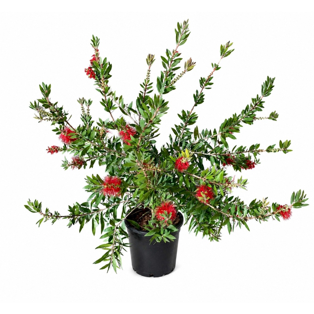 [CC10] CL10 - Callistemon Laevis