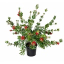 CC10 - Callistemon Citrinus Splendens