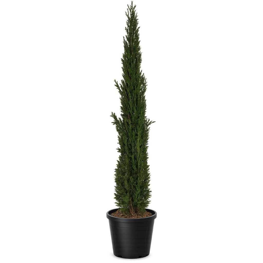 [CUT15] CUT15 - Cupressus Sempervirens Totem