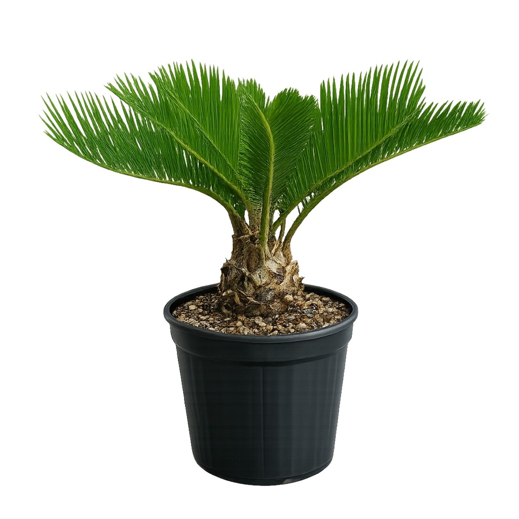 [CR05] CR05 - Cycas Revoluta Tronco Simple