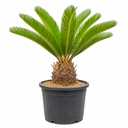 CR10 - Cycas Revoluta Tronco Simple