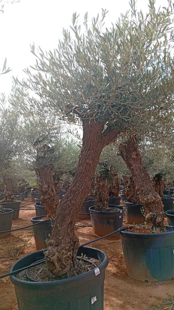 OBC50 - Olea Europaea Olivo Bonsái