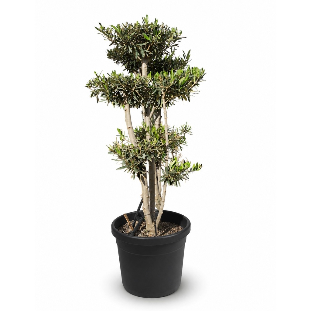 [OFP35] OFP35 - Olea Europaea Pompón platos / nube