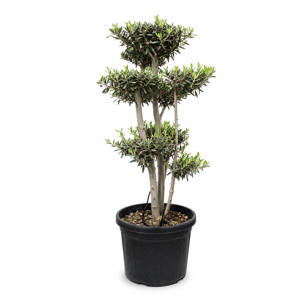 [OFP45] OFP45 - Olea Europaea Pompón platos / nube