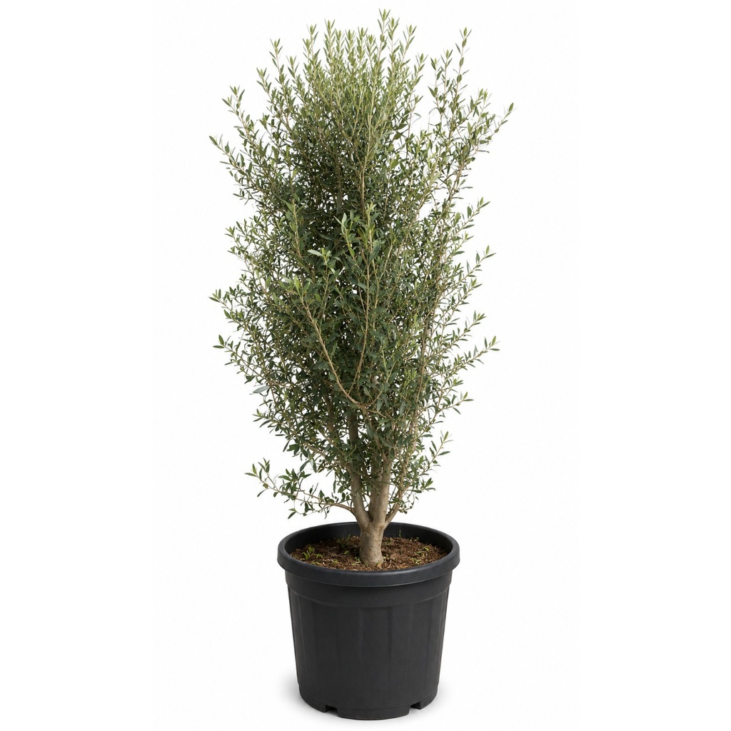 [ONA30] ONA30 - Olea Europaea Forma arbustivo