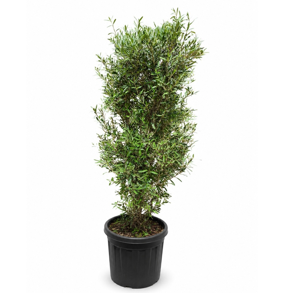 [ONA70] ONA70 - Olea Europaea Forma arbustivo