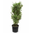 ONA70 - Olea Europaea Forma arbustivo