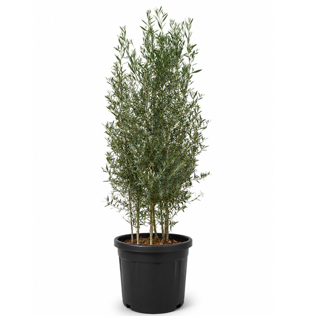[ONA110] ONA110 - Olea Europaea Forma arbustivo