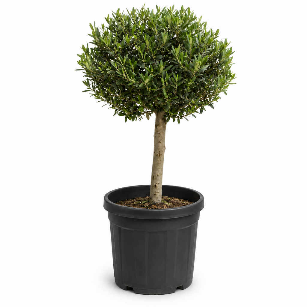 [ONB12] ONB12 - Olea Europaea Forma bola 1/4 de tronco