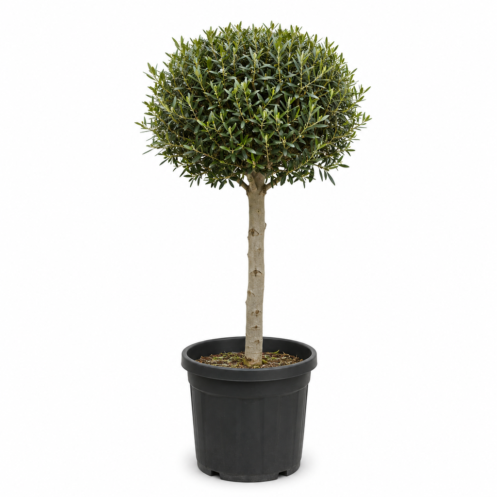 [ONB14] ONB14 - Olea Europaea Forma bola 1/4 de tronco