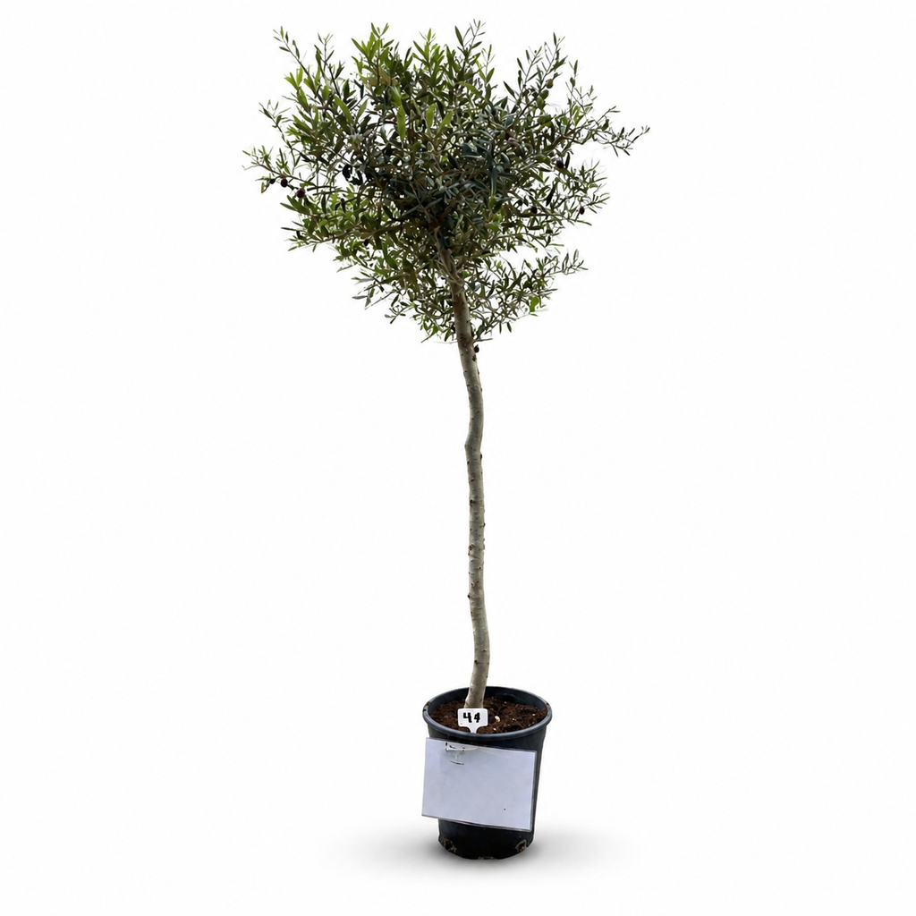 [ONC08] ONC08 - Olea Europaea